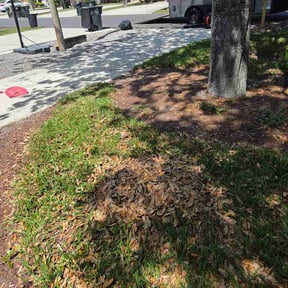 Leaf Removal by Scube and Sons reviewed on July 9, 2026