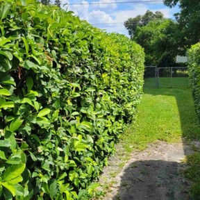 Bush Trimming by S&M land maintenance reviewed on August 17, 2025