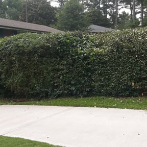 Bush Trimming by Denson's Total Lawn Care reviewed on August 17, 2025