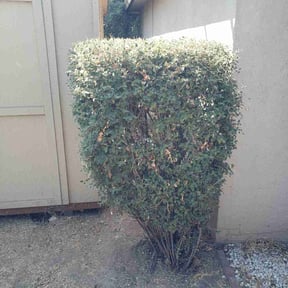 Bush Trimming by Picture perfect lawn care N Property specialists  reviewed on November 27, 2025