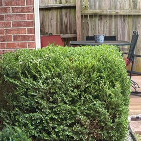 Bush Trimming by Tony&#039;s Lawn and Plowing Services reviewed on October 22, 2025