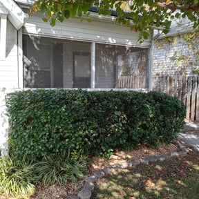 Bush Trimming by TOMS - Total Outdoor Maintenance reviewed on August 17, 2025