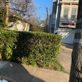 Bush Trimming by Hector's reviewed on August 21, 2025