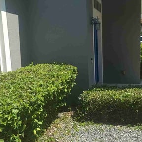 Bush Trimming by B&amp;B Landscaping and Hauling reviewed on August 21, 2025