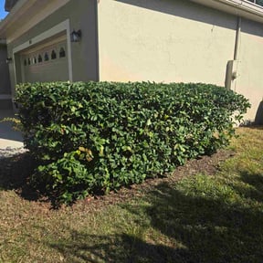 Bush Trimming by Freedom Lawn Services, Inc. reviewed on January 7, 2026