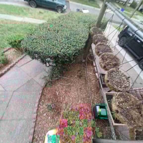 Bush Trimming by Grasman LLC reviewed on August 21, 2025