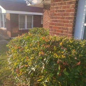 Bush Trimming by Godwin Clean &amp; Green LLC reviewed on October 22, 2025