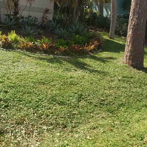 landscape maintenance by Sarasota Lawn Care reviewed on August 17, 2025