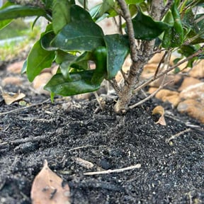 Flower Bed Weeding by Peytella landscaping reviewed on August 20, 2025