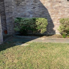 Bush Trimming by Default Remodel Services reviewed on August 19, 2025