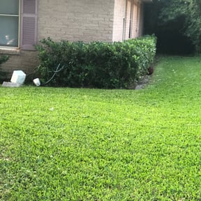 Bush Trimming by Cl and Sons Lawn Mowing and Landscaping Services reviewed on August 17, 2025