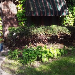 Bush Trimming by D Hayes Services LLC reviewed on August 16, 2025