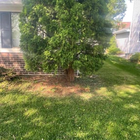Bush Trimming by Trey Johnson landscaping reviewed on August 19, 2025