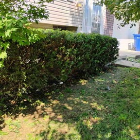 Bush Trimming by Randy&#039;s lawncare reviewed on October 21, 2025