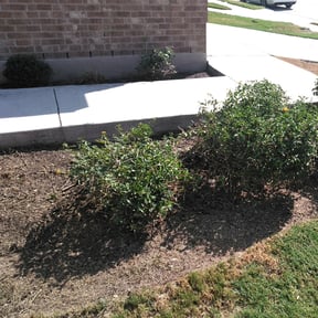 Bush Trimming by Jose Lawn service reviewed on August 18, 2025