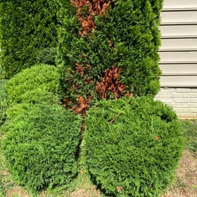 Bush Trimming by AP Landscapers reviewed on August 17, 2025