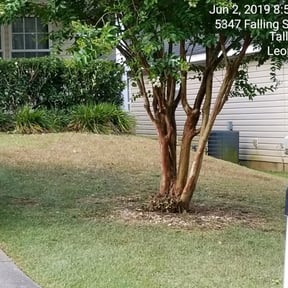Bush Trimming by Leneirs Landscaping reviewed on August 19, 2025