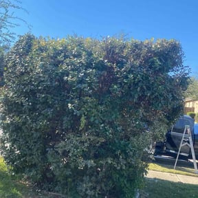 Bush Trimming by Willie's Mobile Lawn Services reviewed on August 16, 2025
