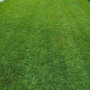 yard service by Mow Pro reviewed on August 18, 2025