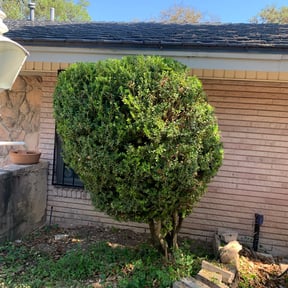 Bush Trimming by Raw Project Remodel Assignment Task Satisfaction Complete reviewed on August 21, 2025