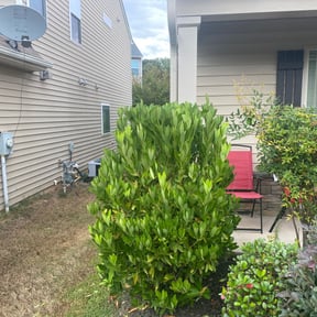 Bush Trimming by Pepperseed Professional Outdoor Services reviewed on August 17, 2025