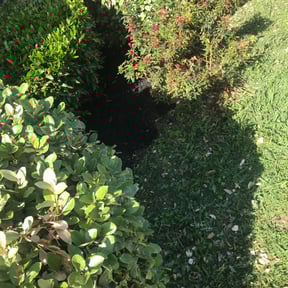 Flower Bed Weeding by Bright Landscaping Services reviewed on August 17, 2025