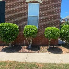 Bush Trimming by All around tree and lawncare reviewed on August 18, 2025