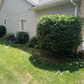 Bush Trimming by No Mow Worries Lawn Care reviewed on August 18, 2025