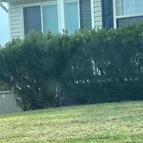 Bush Trimming by Montour Xpress reviewed on November 10, 2025