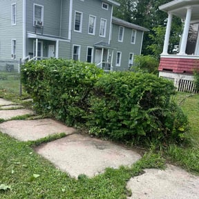 Bush Trimming by Jay's Property Management Lawn Tree Service reviewed on August 20, 2025