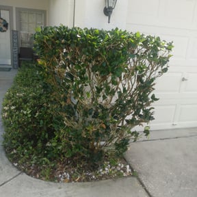 Bush Trimming by Torres Lawn Care reviewed on August 17, 2025