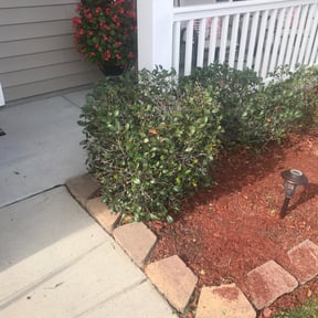 Bush Trimming by Vazquez Exterior Maintenance reviewed on August 20, 2025