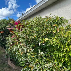 Bush Trimming by Hamm's repair reviewed on August 21, 2025