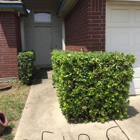 Bush Trimming by JBM mowing reviewed on August 17, 2025