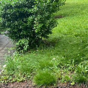 Bush Trimming by Premium grass cutz reviewed on August 19, 2025
