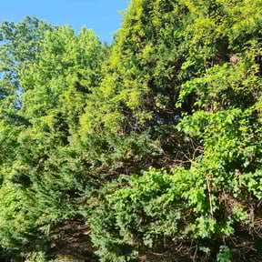 Bush Trimming by Byers Lawn reviewed on August 20, 2025