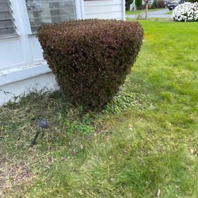 Bush Trimming by Ford year-round Lawn Service reviewed on August 20, 2025
