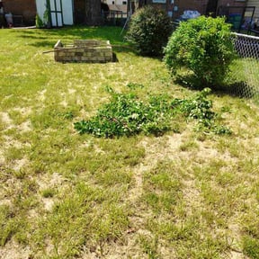 Bush Trimming by Lawn Hub reviewed on August 20, 2025