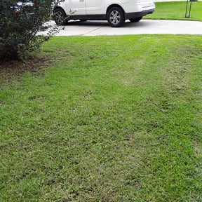 Bush Trimming by Coqui cleaning & Lawn maintenance LLC reviewed on August 19, 2025