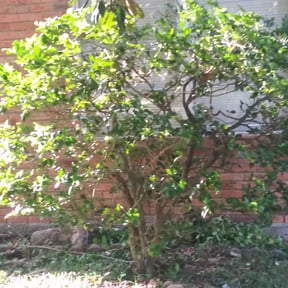 Bush Trimming by Bruce’s landscaping & Handyman reviewed on August 16, 2025