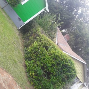 Bush Trimming by Fleming Foliage reviewed on August 20, 2025