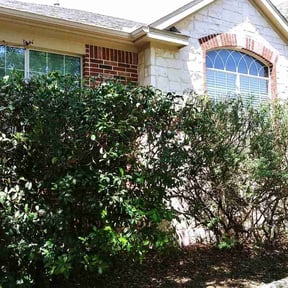 Bush Trimming by Hd landscape reviewed on August 17, 2025