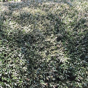 Bush Trimming by MTB Lawn Care reviewed on August 21, 2025