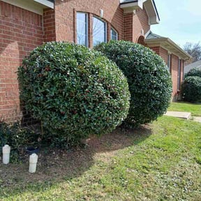 Bush Trimming by Queen City Lawn Guys LLC reviewed on February 21, 2026