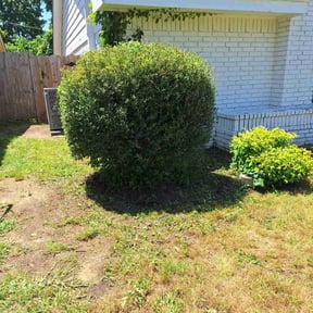 Bush Trimming by JA all purpose reviewed on August 19, 2025
