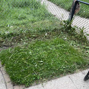 Bush Trimming by MLM Landscape Management reviewed on August 19, 2025