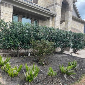 Bush Trimming by Mr do it all. reviewed on October 21, 2025