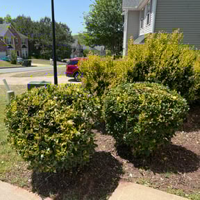 Bush Trimming by Littlefoot Lawn and Garden llc reviewed on August 21, 2025