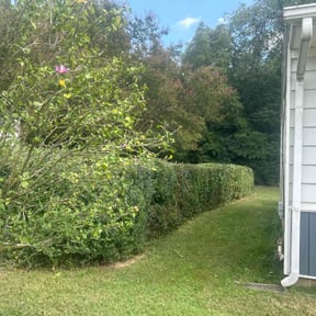 Bush Trimming by Back Creek Property Services reviewed on August 13, 2025