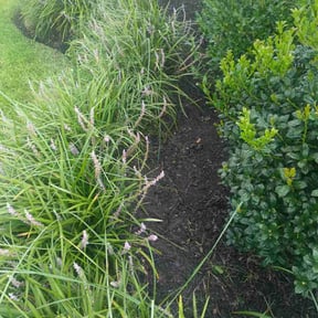 Flower Bed Weeding by 4Leaf Services reviewed on November 18, 2025